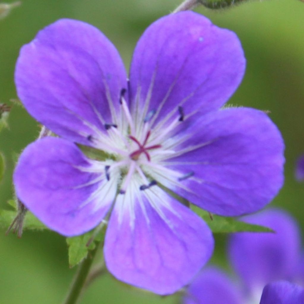 Geranium vivace sylvaticum Ice Blue