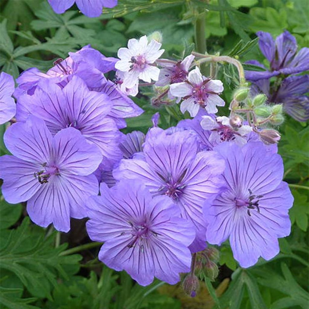 Géranium vivace tubéreux - Geranium tuberosum