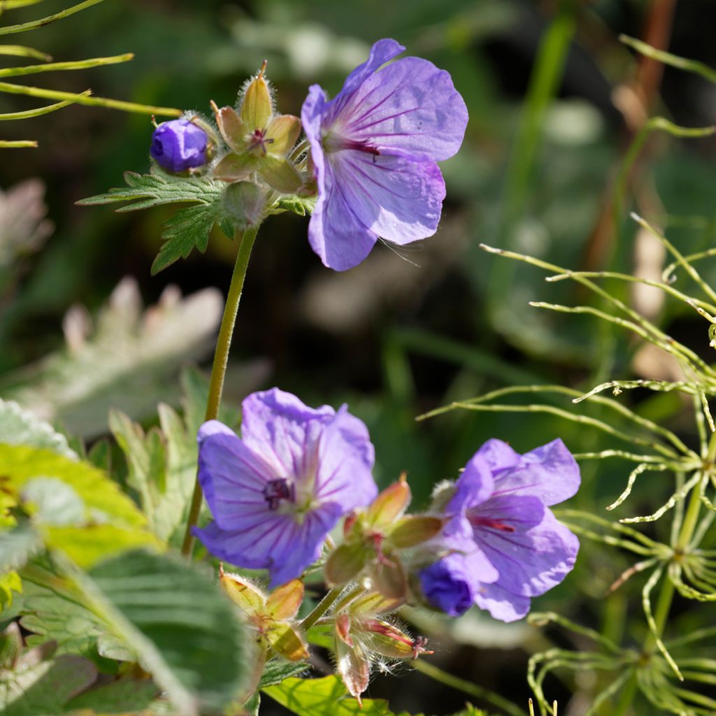 Géranium vivace Alaska