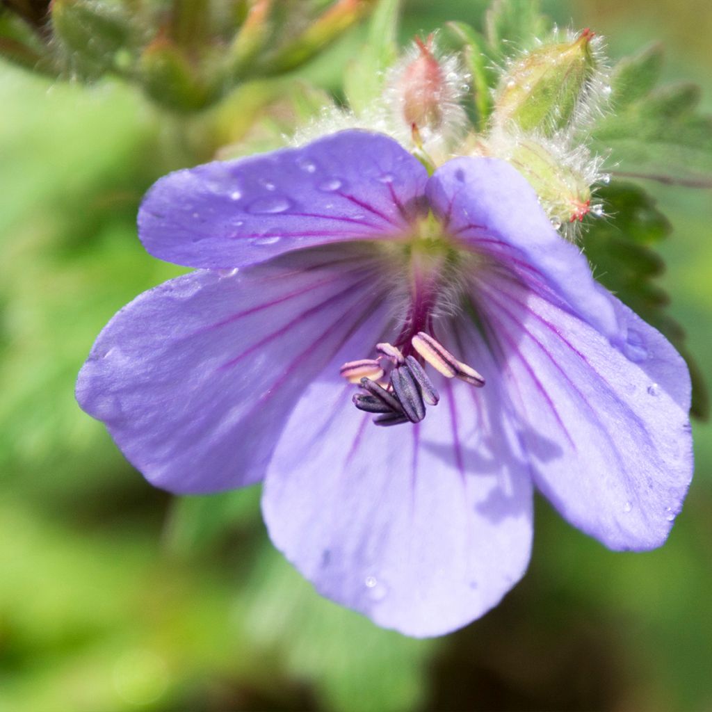 Géranium vivace Alaska