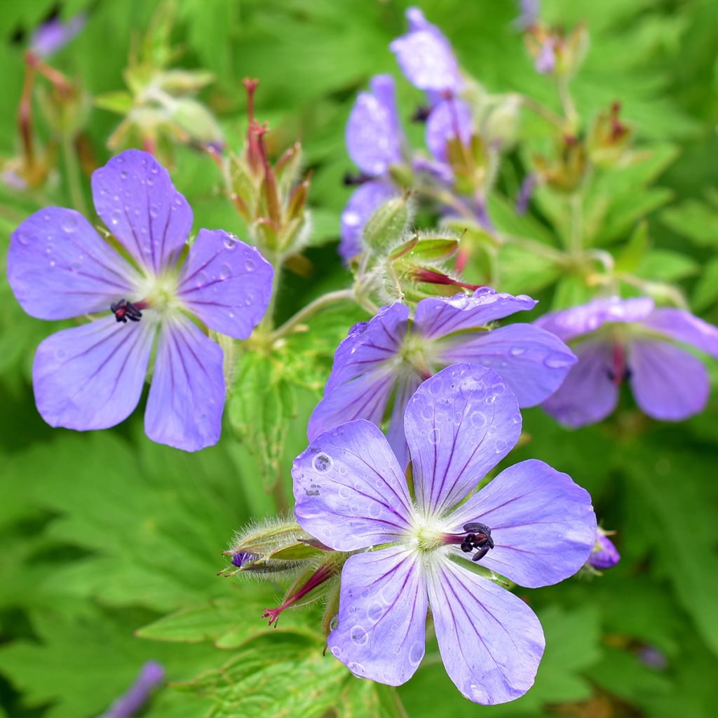 Géranium vivace Alaska