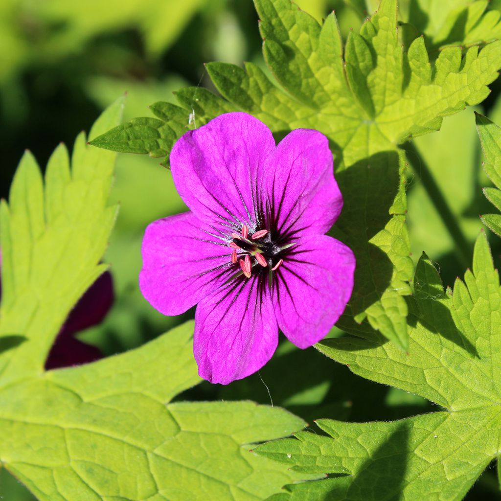 Geranium Ann Folkard