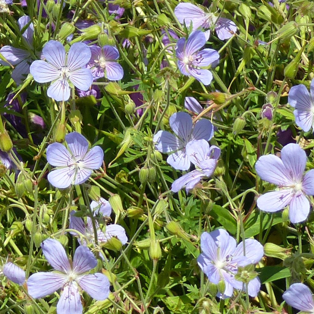 Geranium vivace Blue Cloud - Géranium vivace hybride bleu-gris pâle