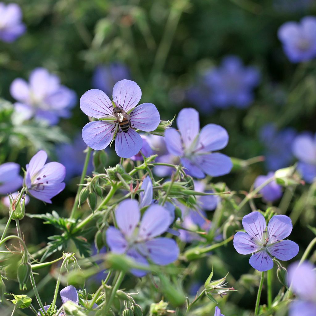 Geranium Blue Cloud