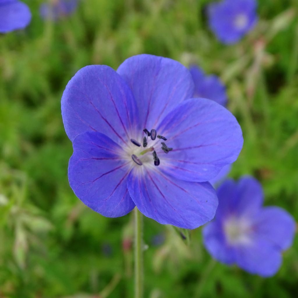 Geranium Brookside