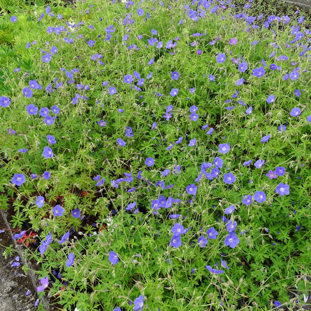 Geranium Brookside