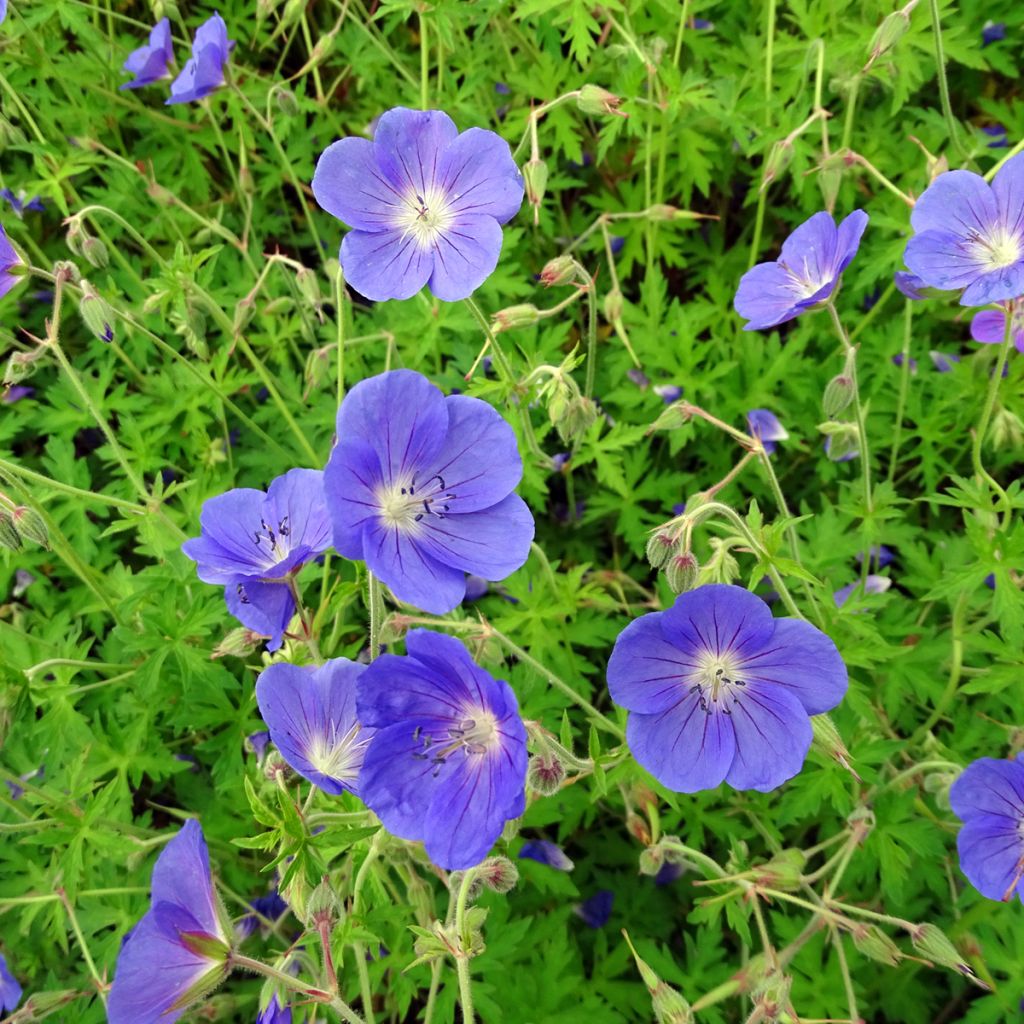 Geranium Brookside