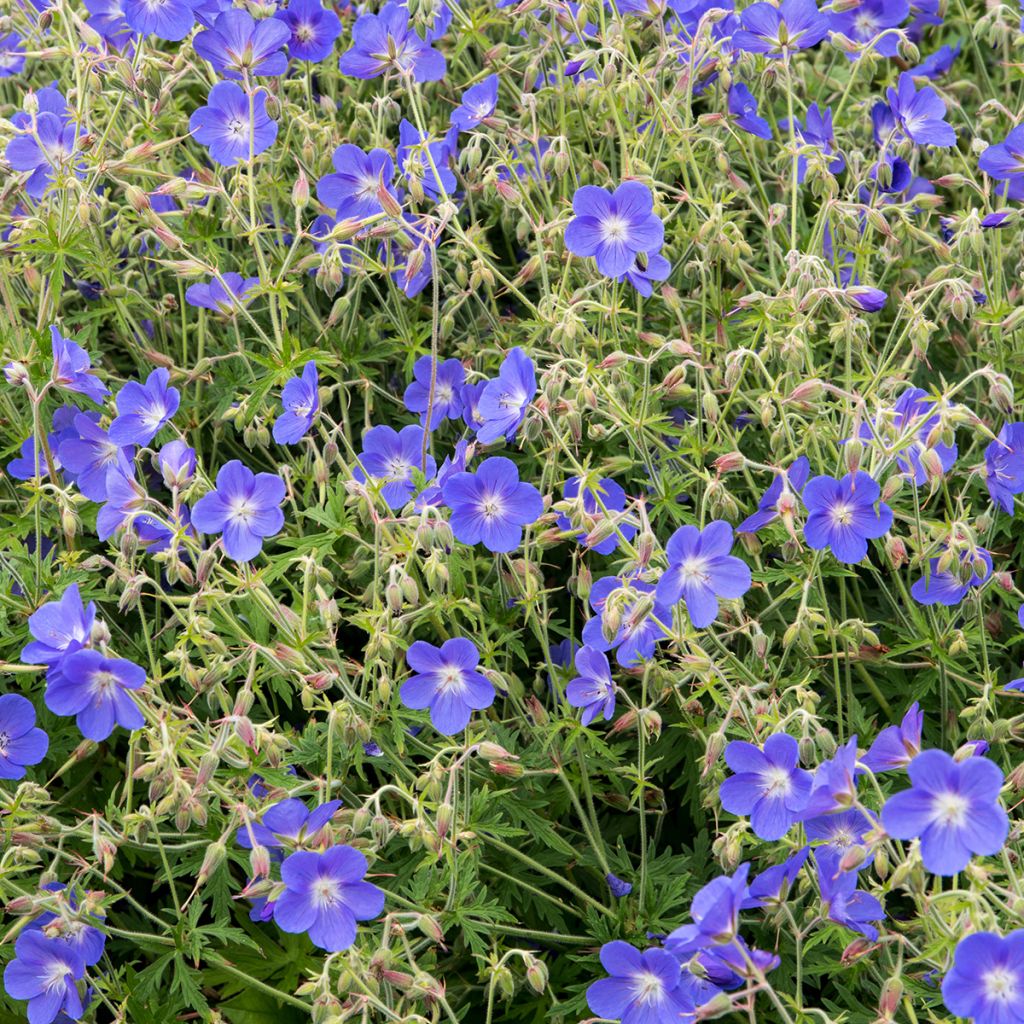 Geranium Brookside