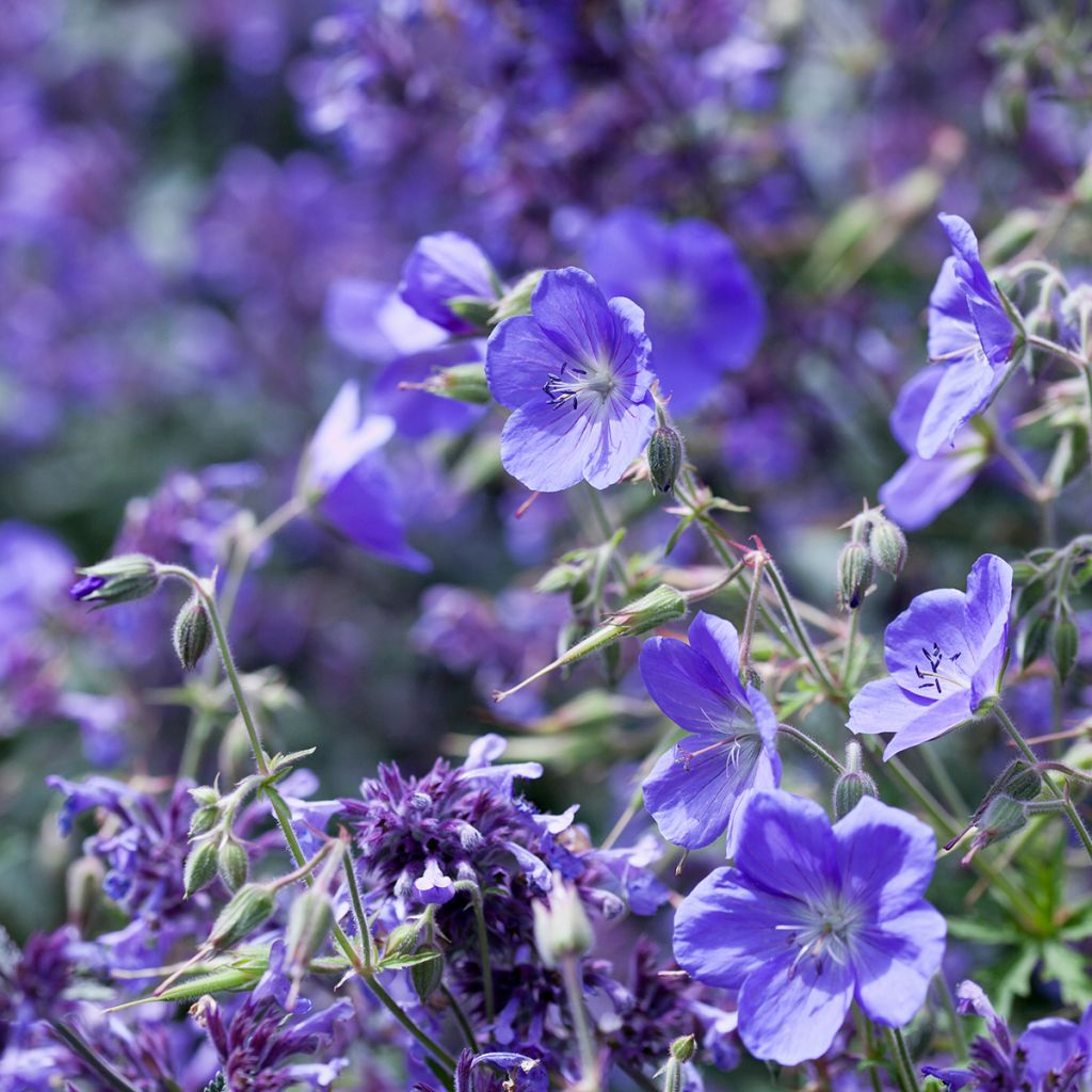 Geranium Brookside