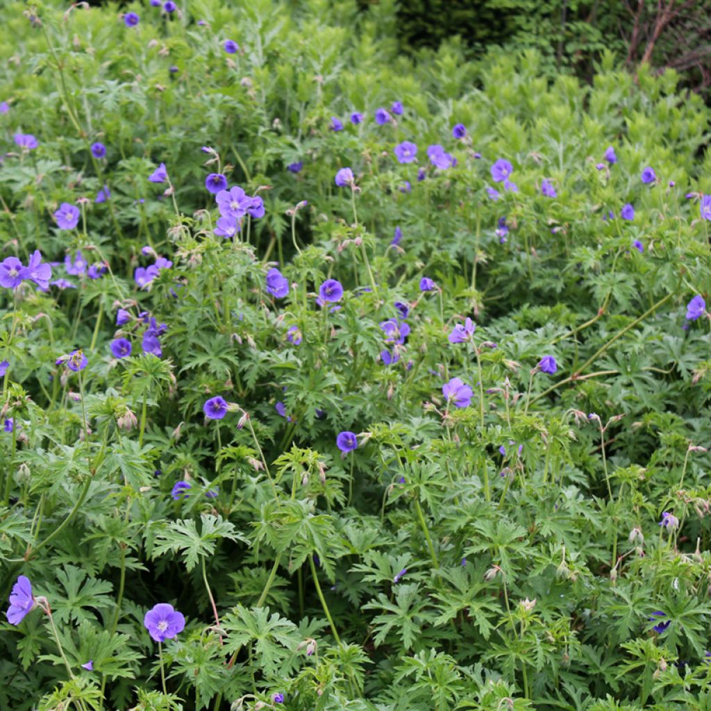 Geranium Brookside