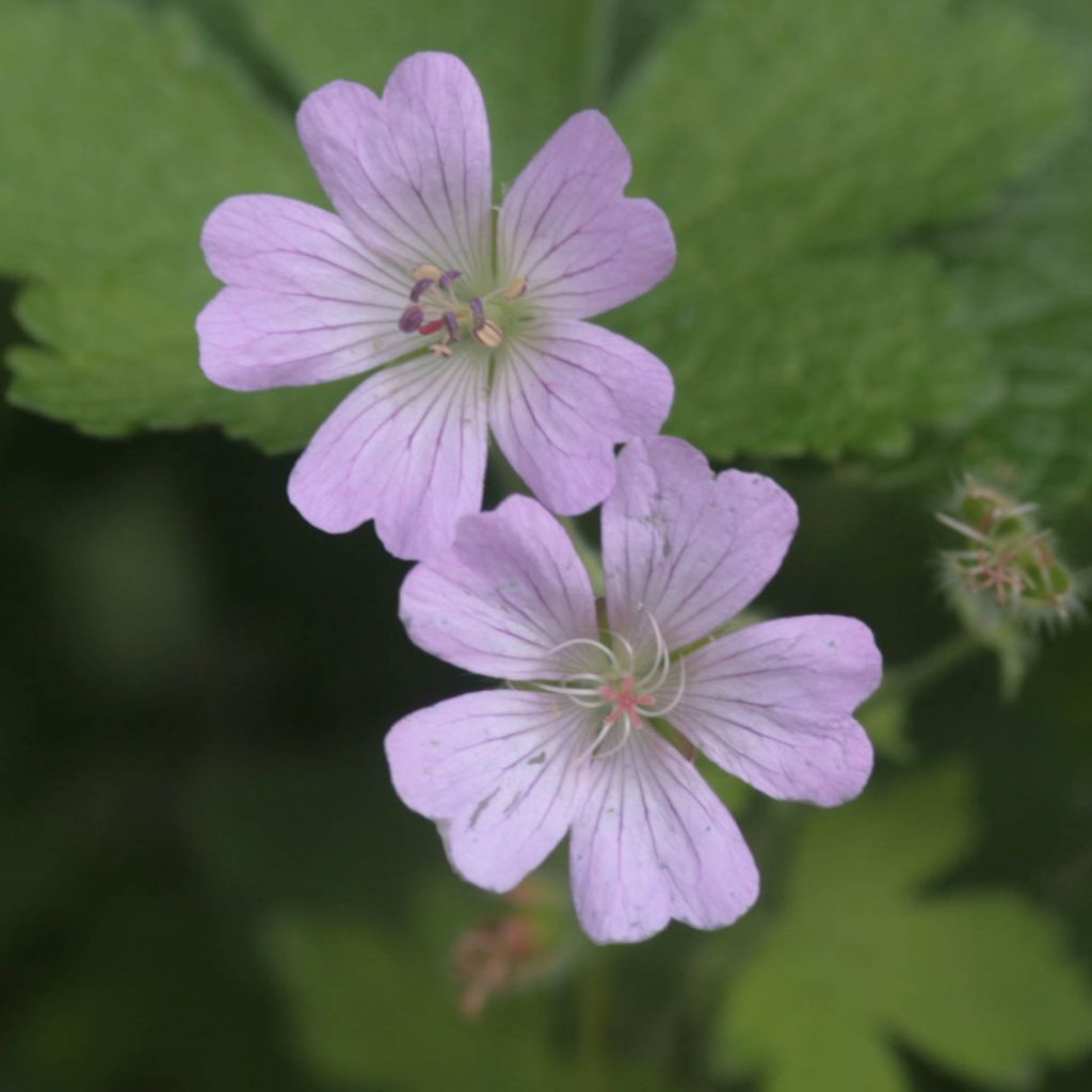 Geranium vivace Chantilly - Géranium rose bleuté