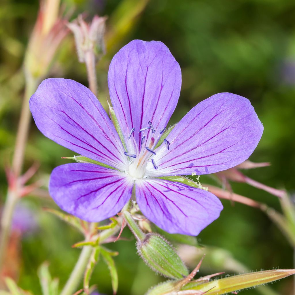 Geranium Nimbus