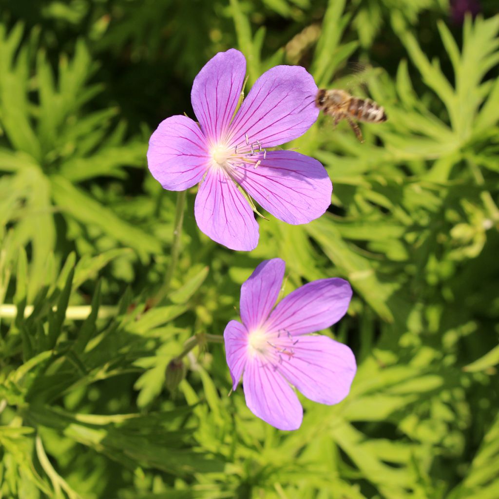 Geranium Nimbus