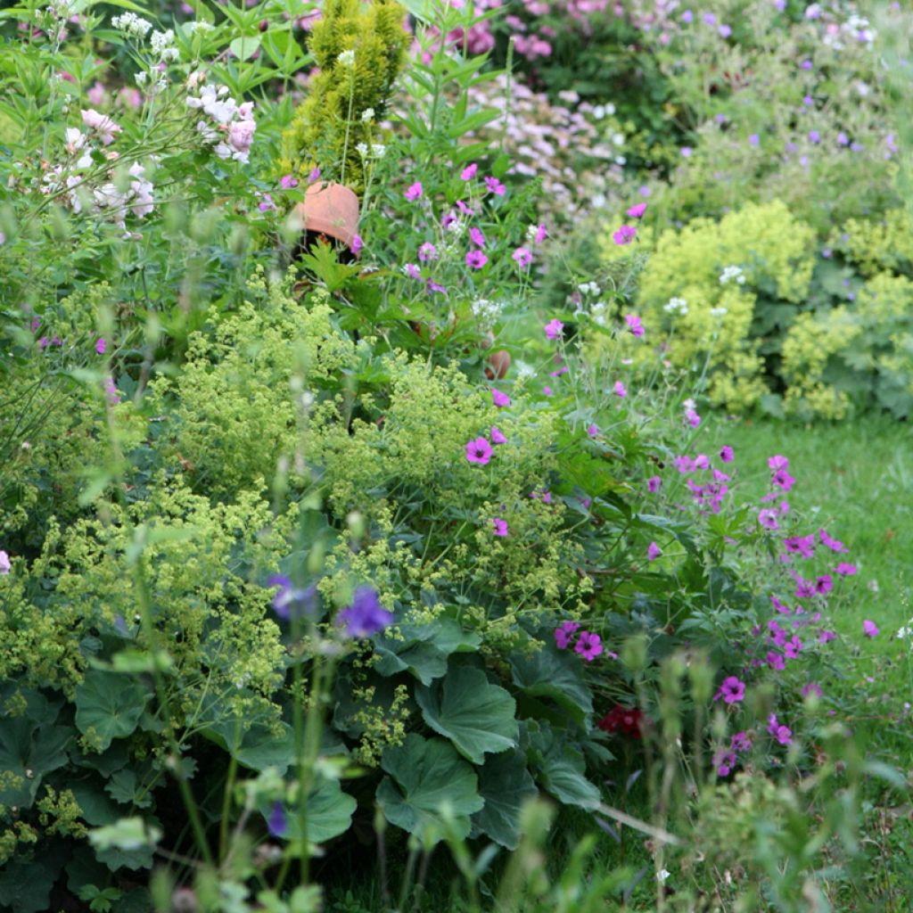 Geranium Patricia