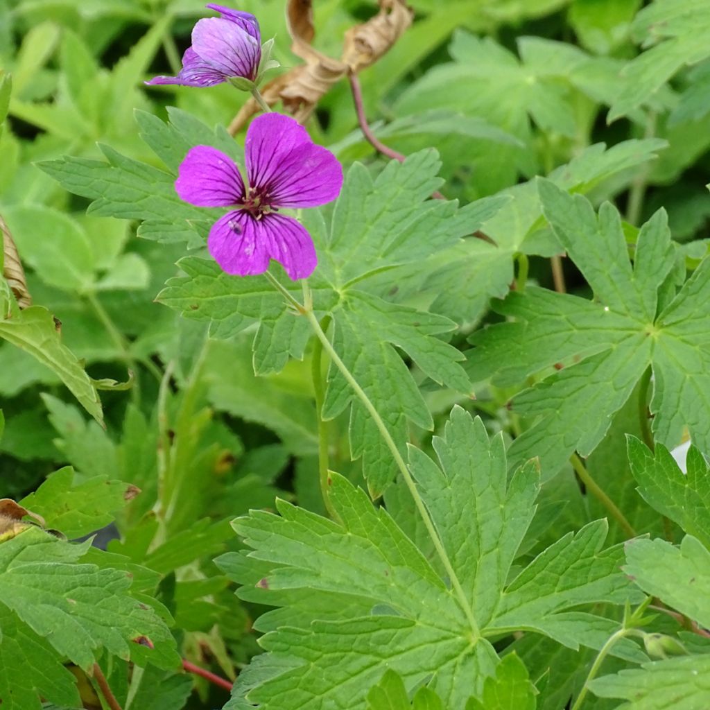 Geranium Patricia