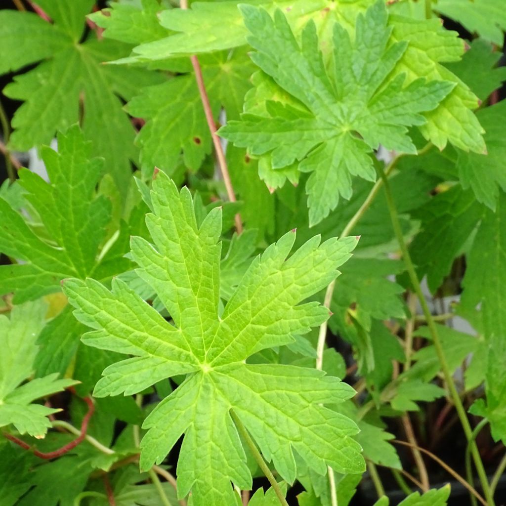 Geranium Patricia