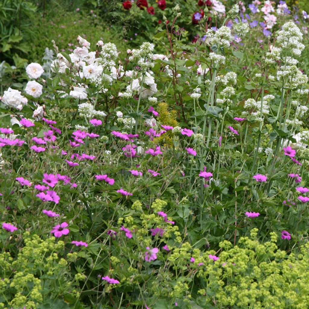 Geranium Patricia