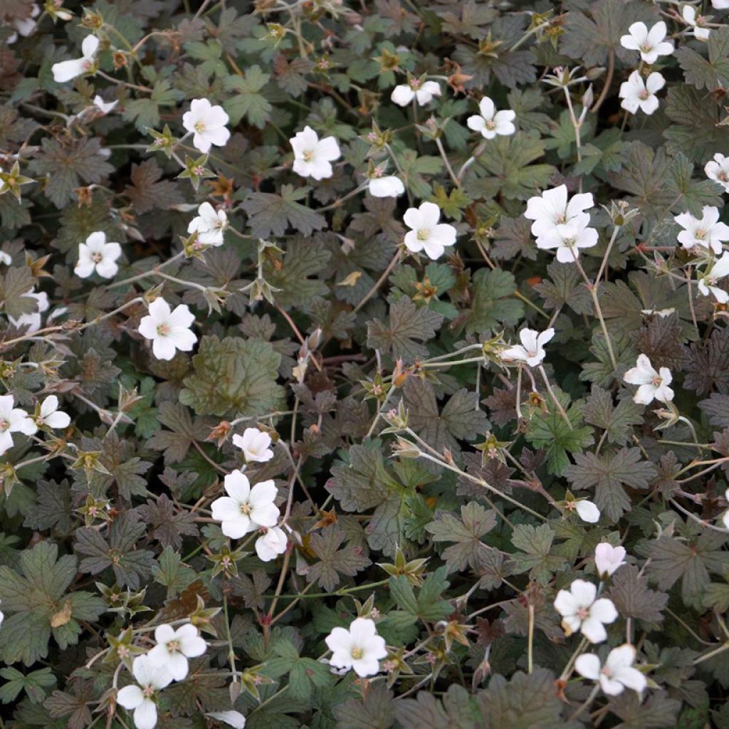 Geranium Rothbury Red