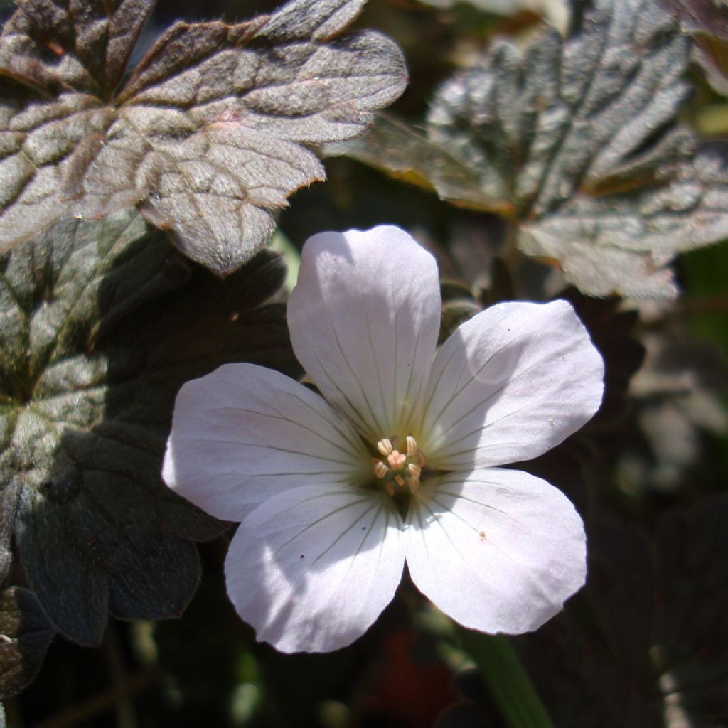 Geranium Rothbury Red