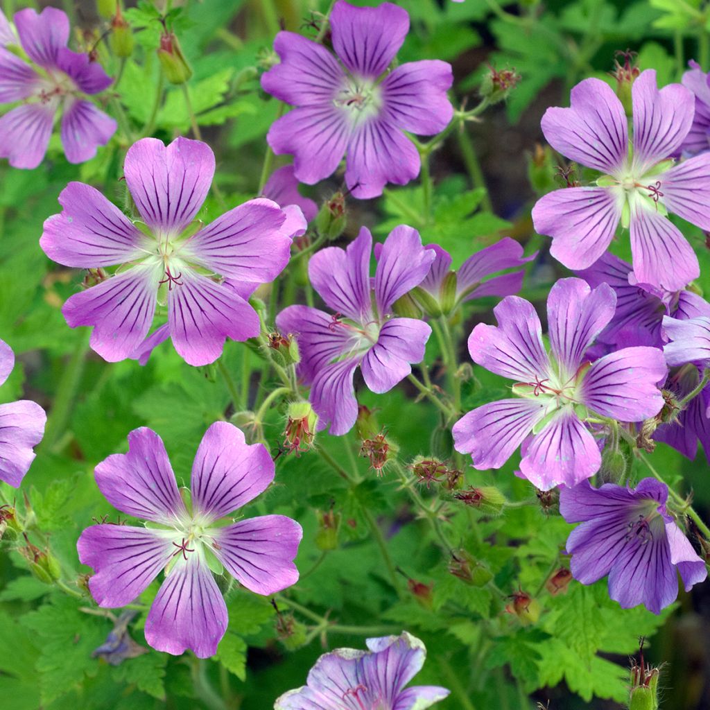 Geranium Sirak