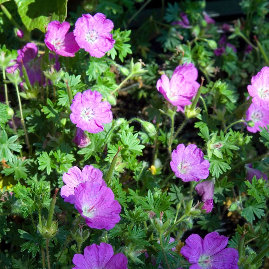 Geranium Tiny Monster