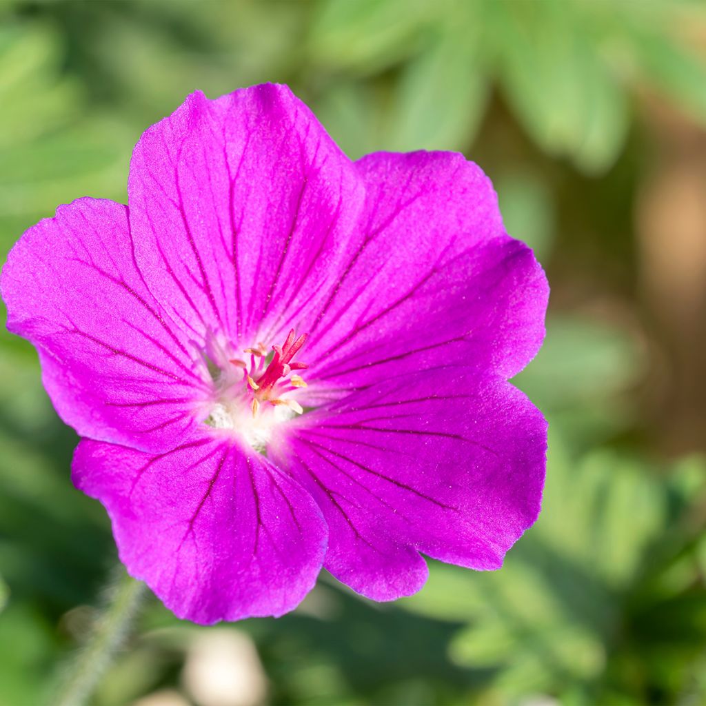 Geranium Tiny Monster