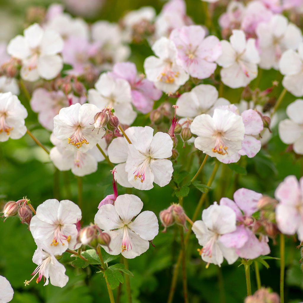 Geranium cantabrigiense Biokovo