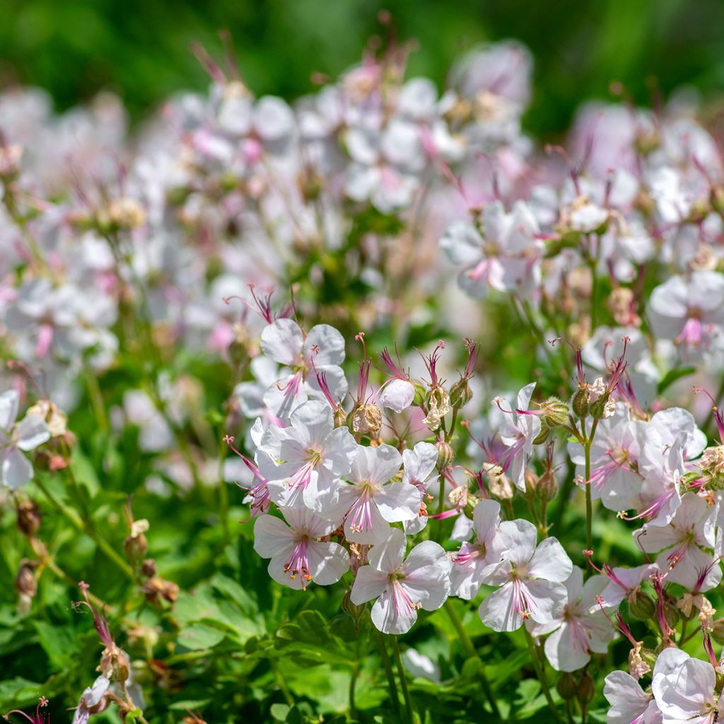 Geranium cantabrigiense Biokovo