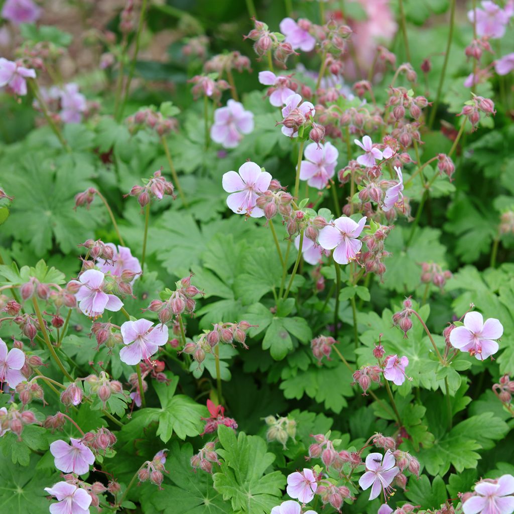 Geranium cantabrigiense Hanne