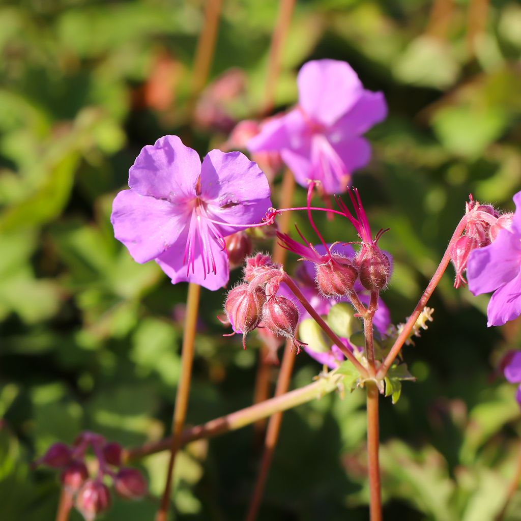 Geranium cantabrigiense Karmina