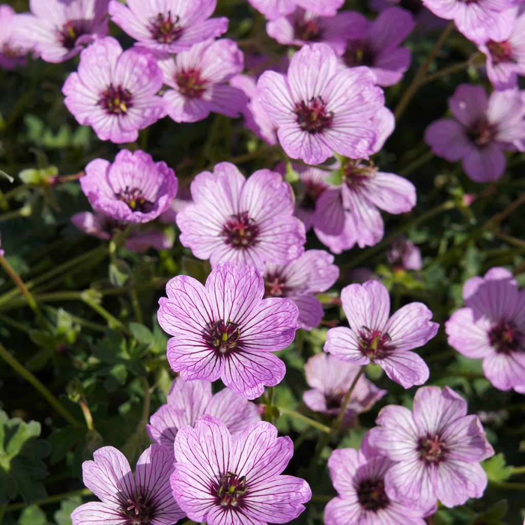 Geranium cinereum Ballerina