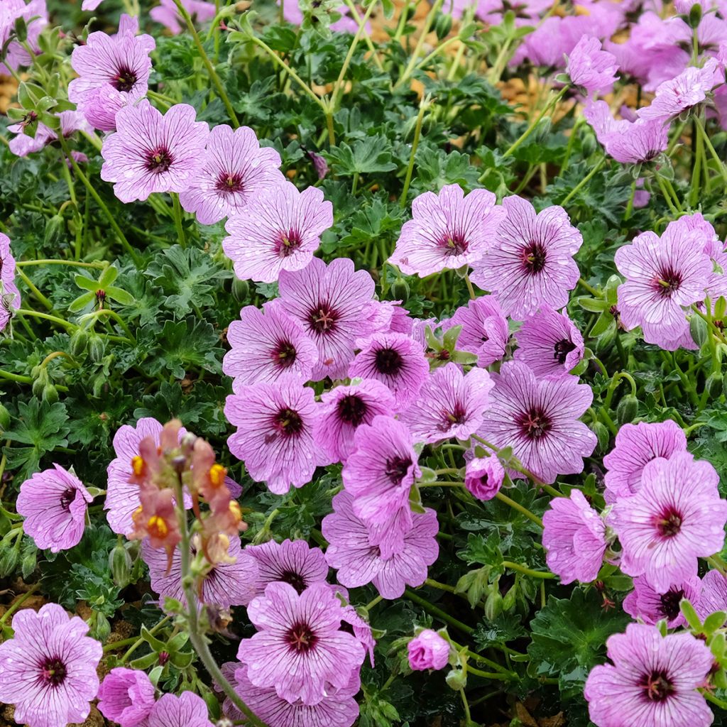 Geranium cinereum Ballerina