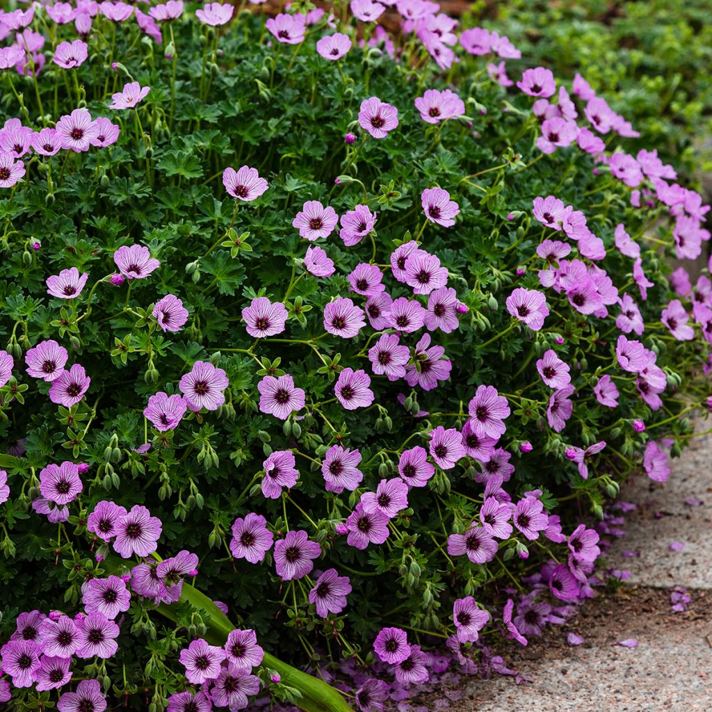 Geranium cinereum Ballerina