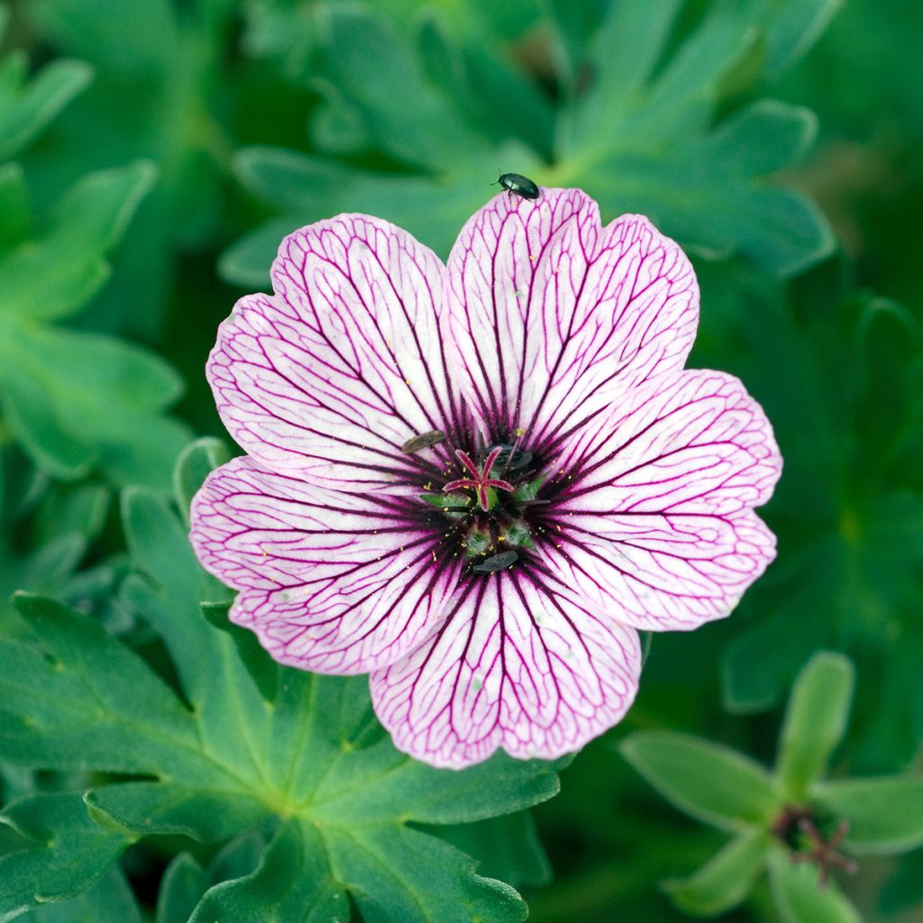 Geranium cinereum Ballerina