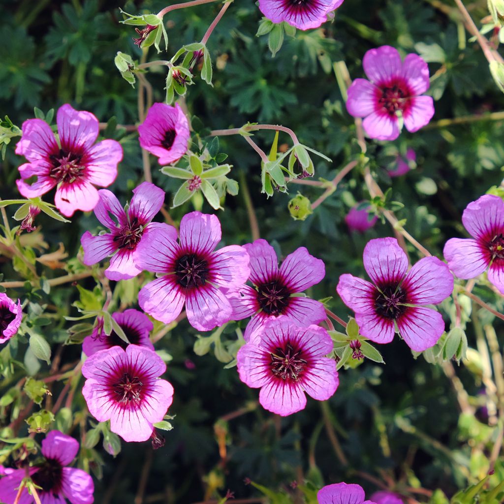 Geranium cinereum Jolly Jewel Night