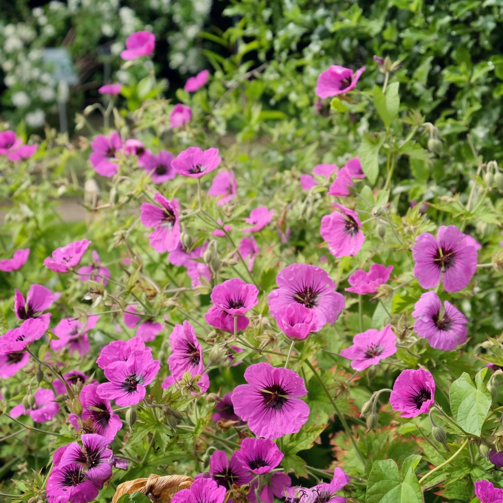 Geranium cinereum Jolly Jewel Red Improved