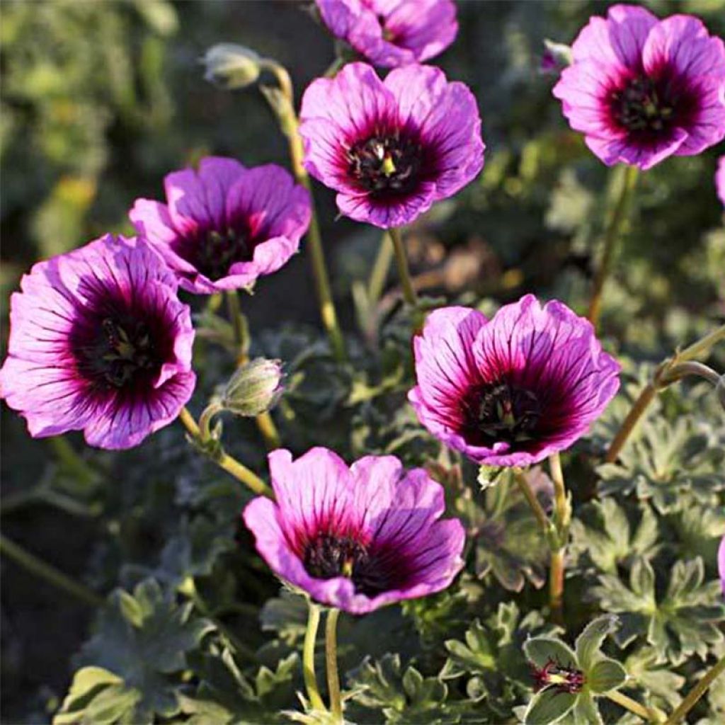 Geranium vivace cinereum Jolly Jewel Violet