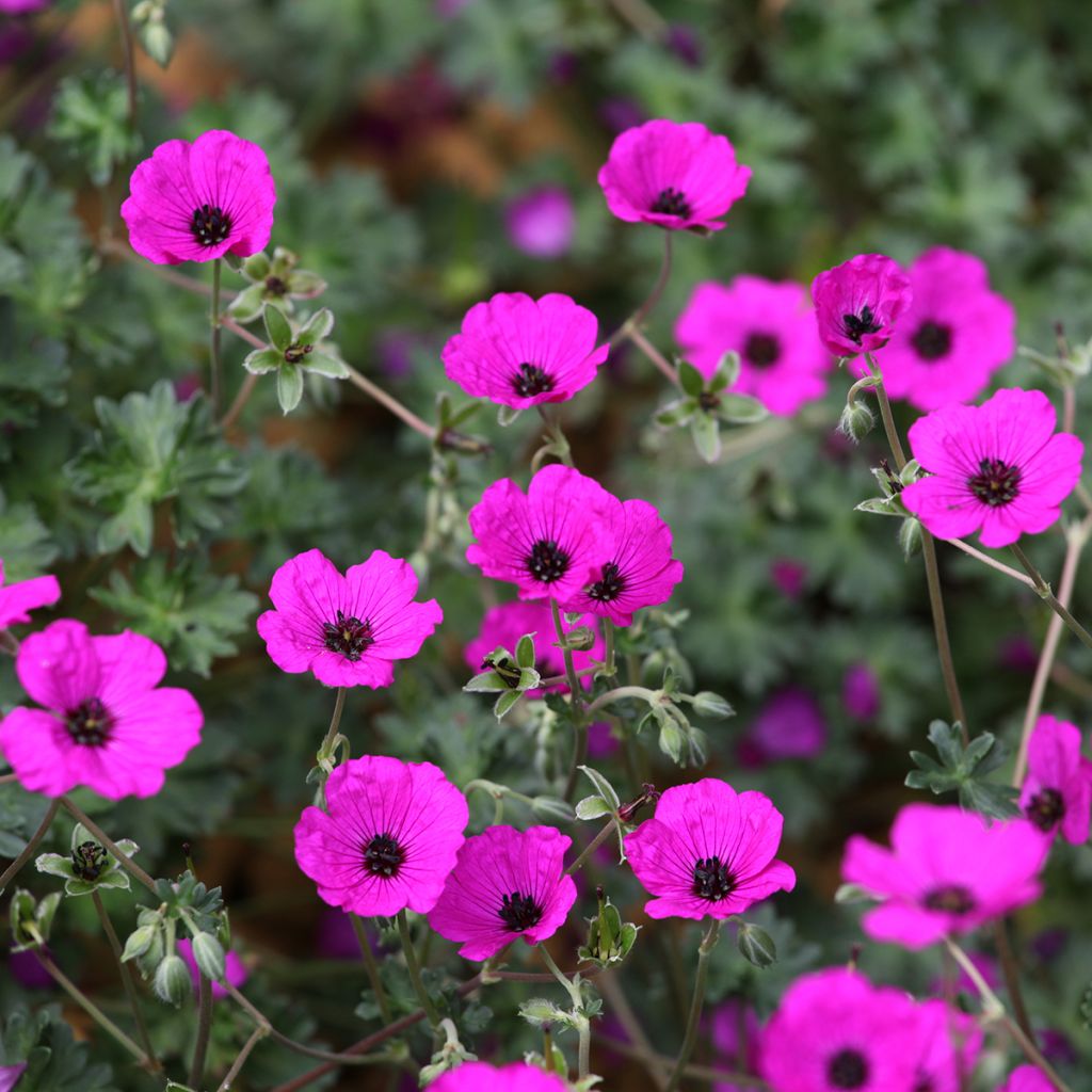 Geranium cinereum v. subcaulescens Giuseppii