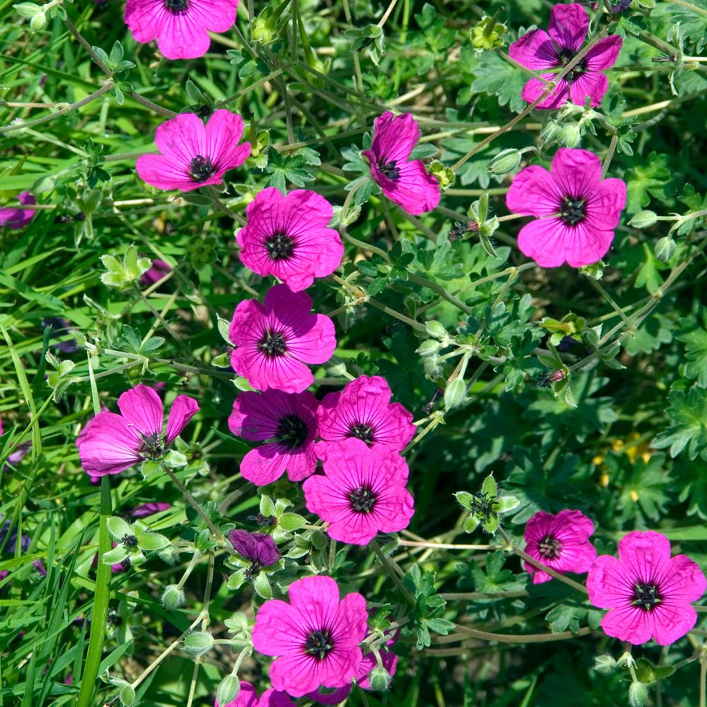 Geranium cinereum v. subcaulescens Giuseppii