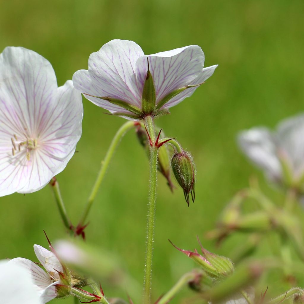 Geranium clarkei Kashmir White