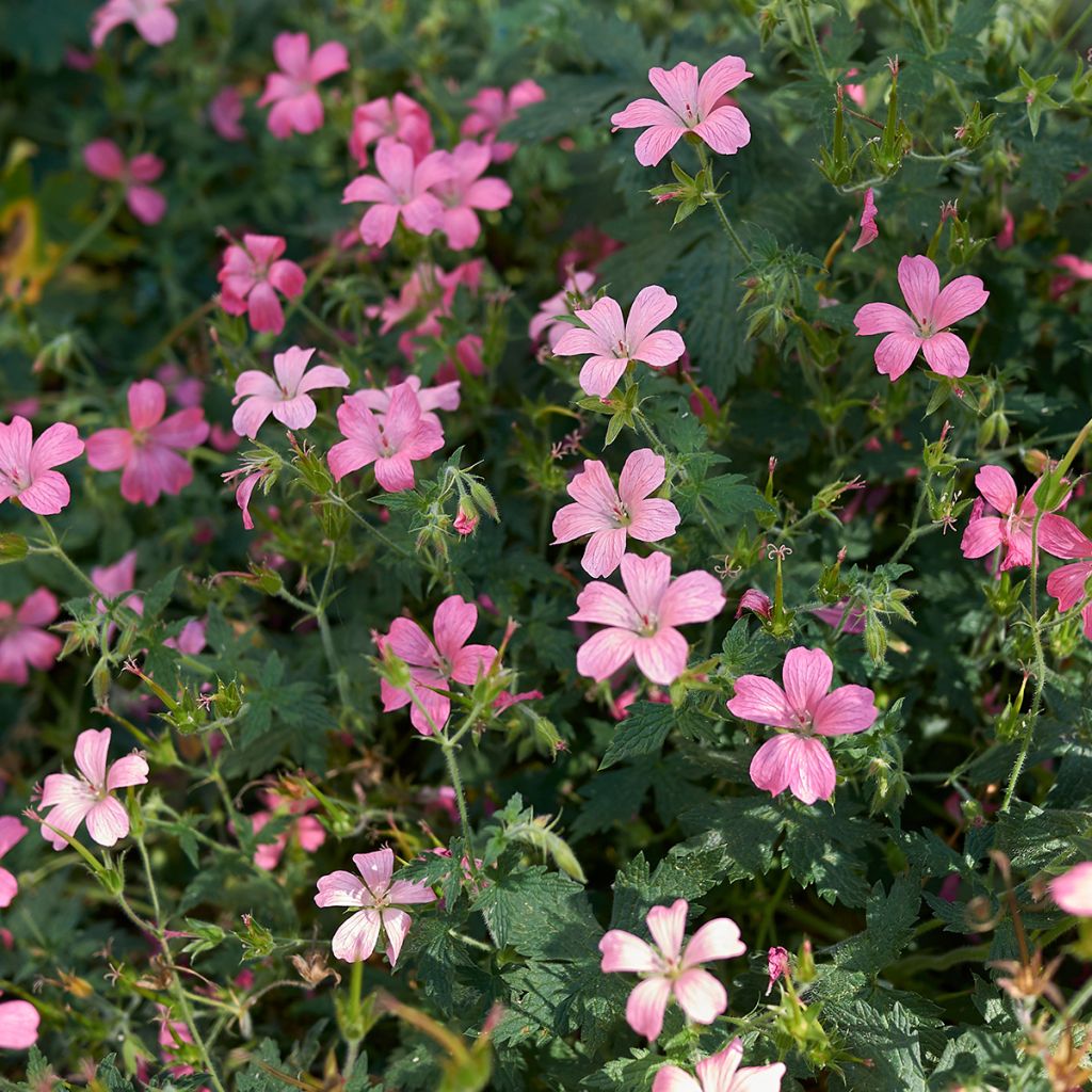 Geranium endressii