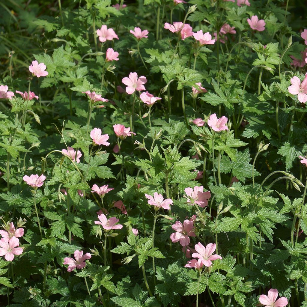 Geranium endressii