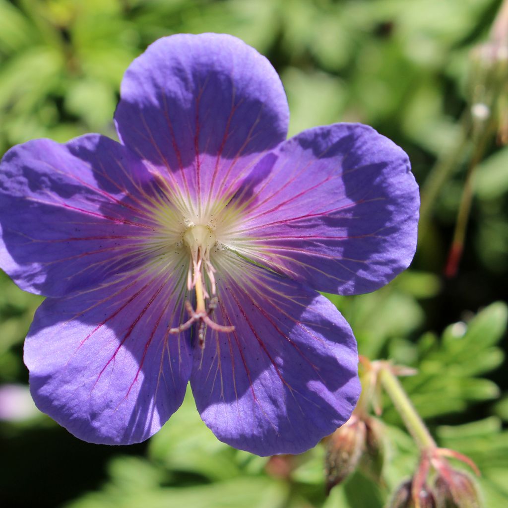 Geranium himalayense Gravetye