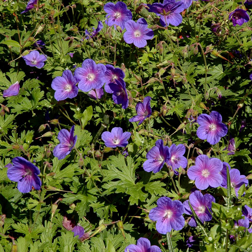 Geranium himalayense Gravetye