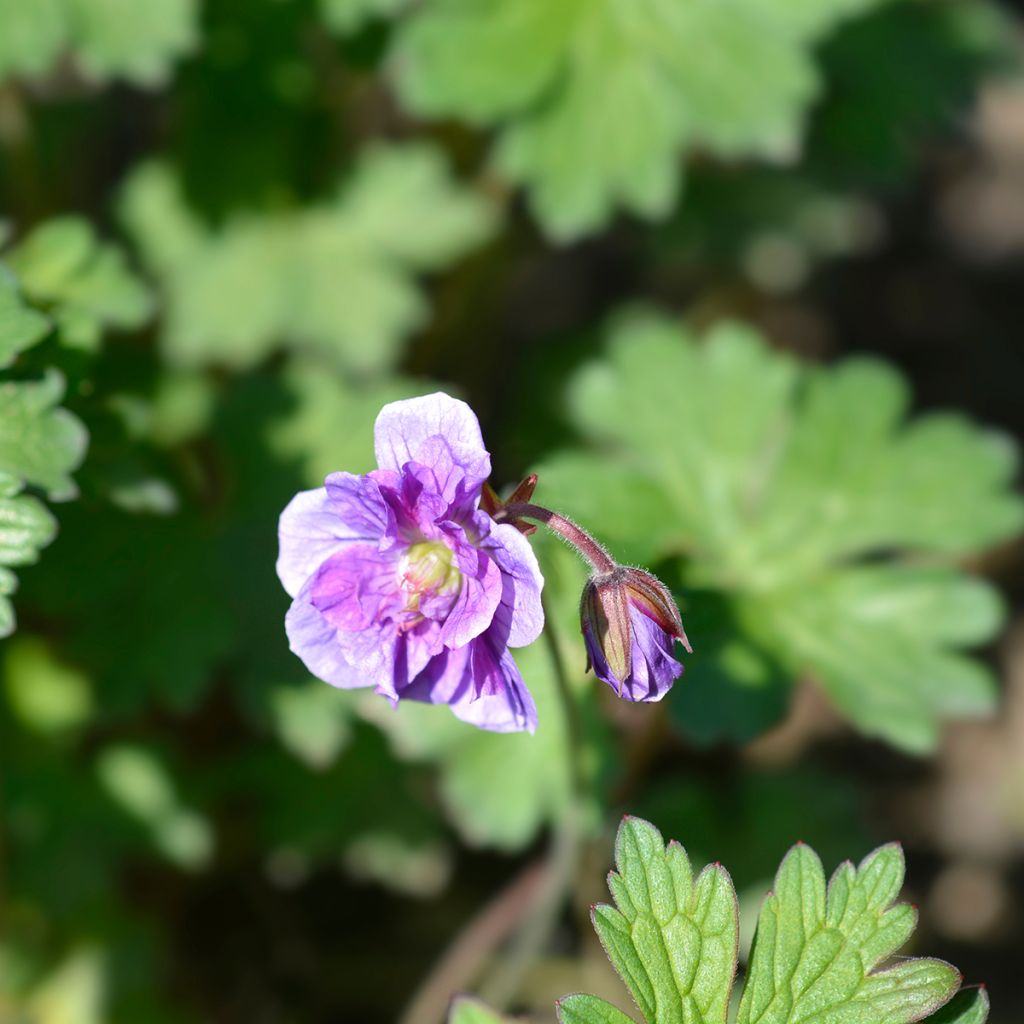 Geranium himalayense Plenum