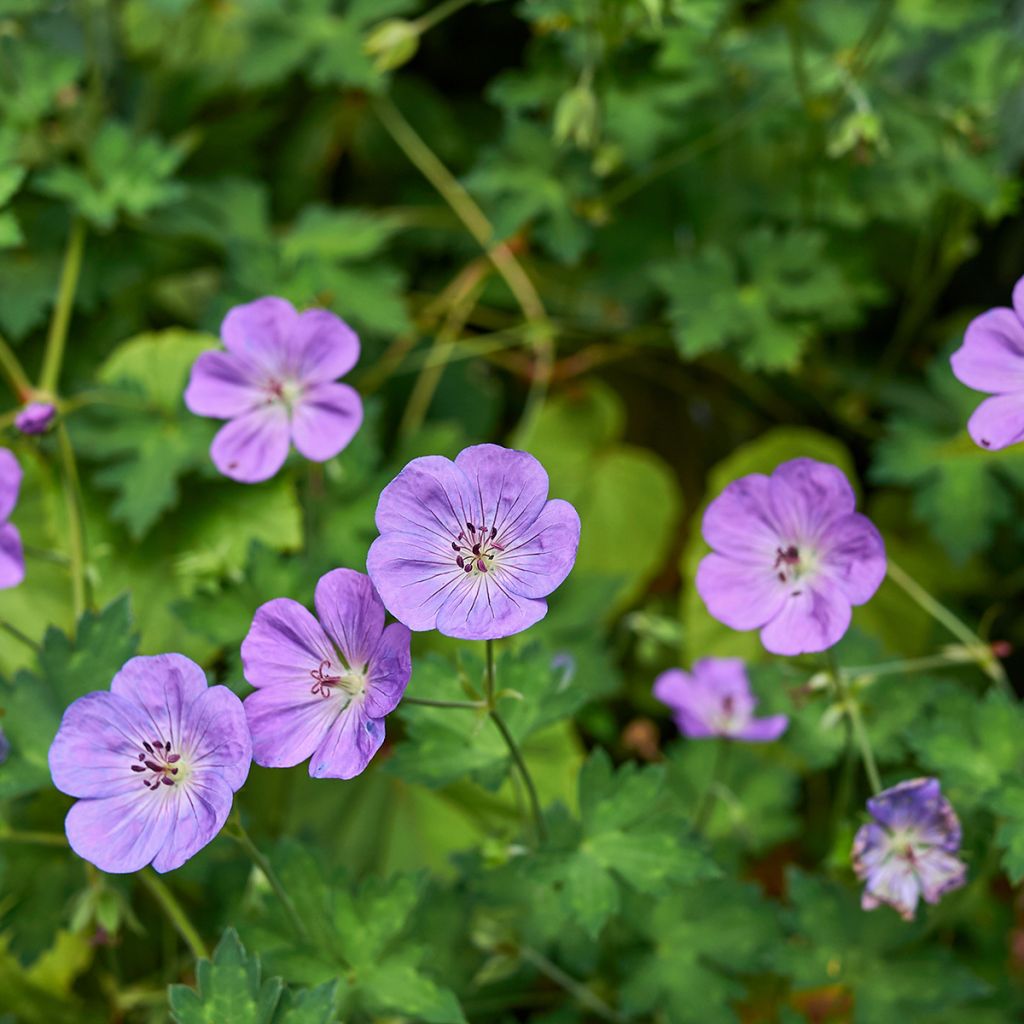 Geranium himalayense