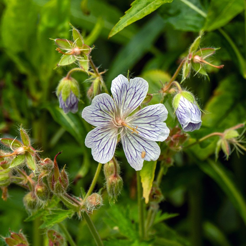 Geranium ibericum subsp. Jubatum White Zigana