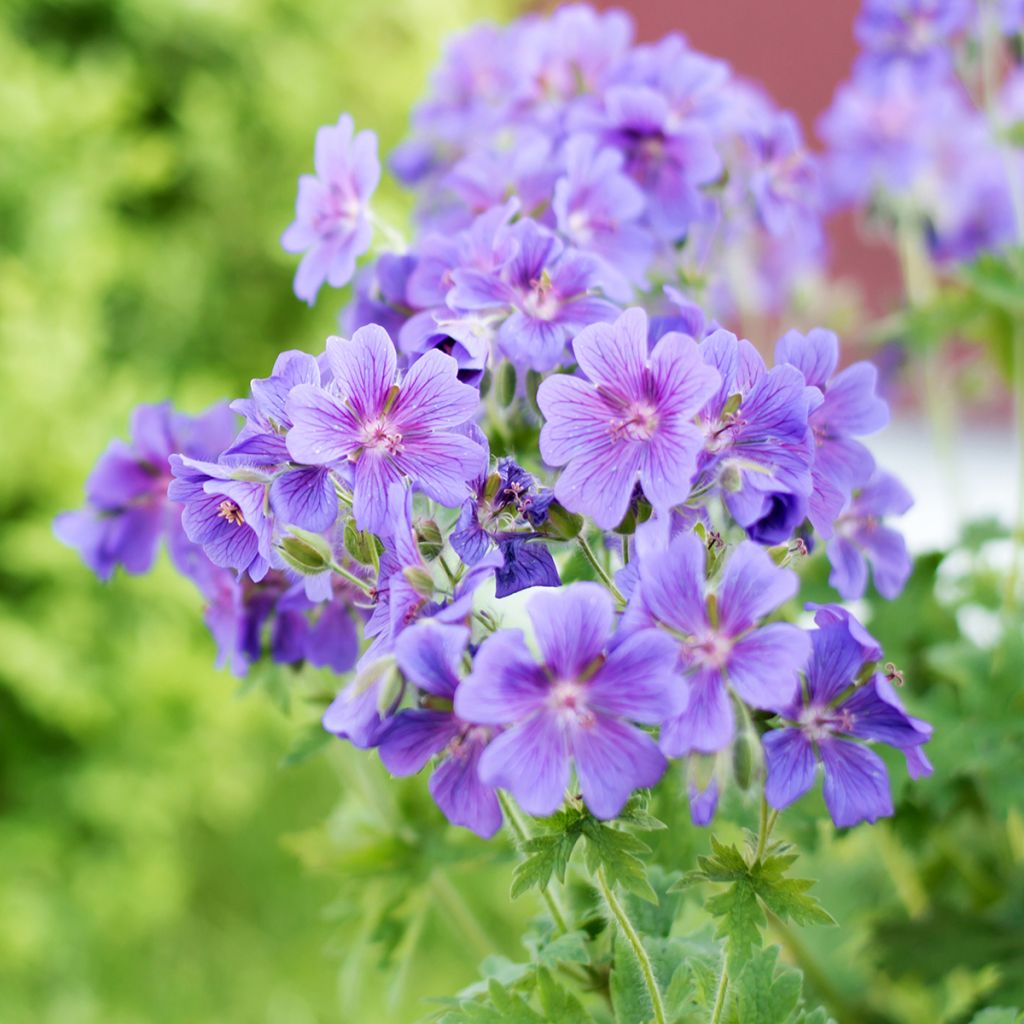 Geranium ibericum