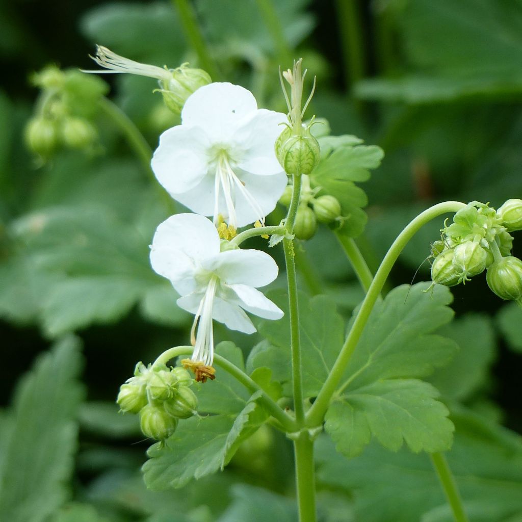 Geranium vivace macrorhizum White Ness - Géranium à grosse racines, à fleurs blanches.