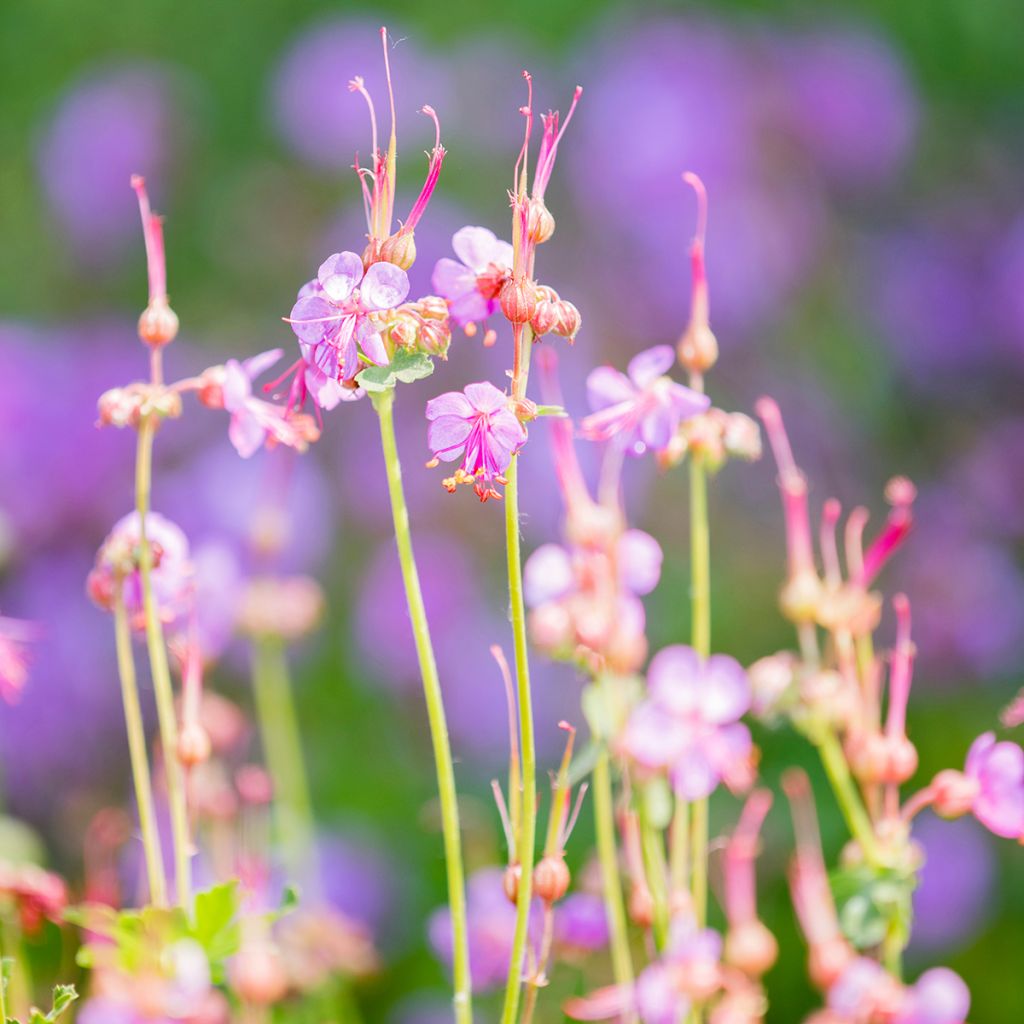 Geranium macrorrhizum